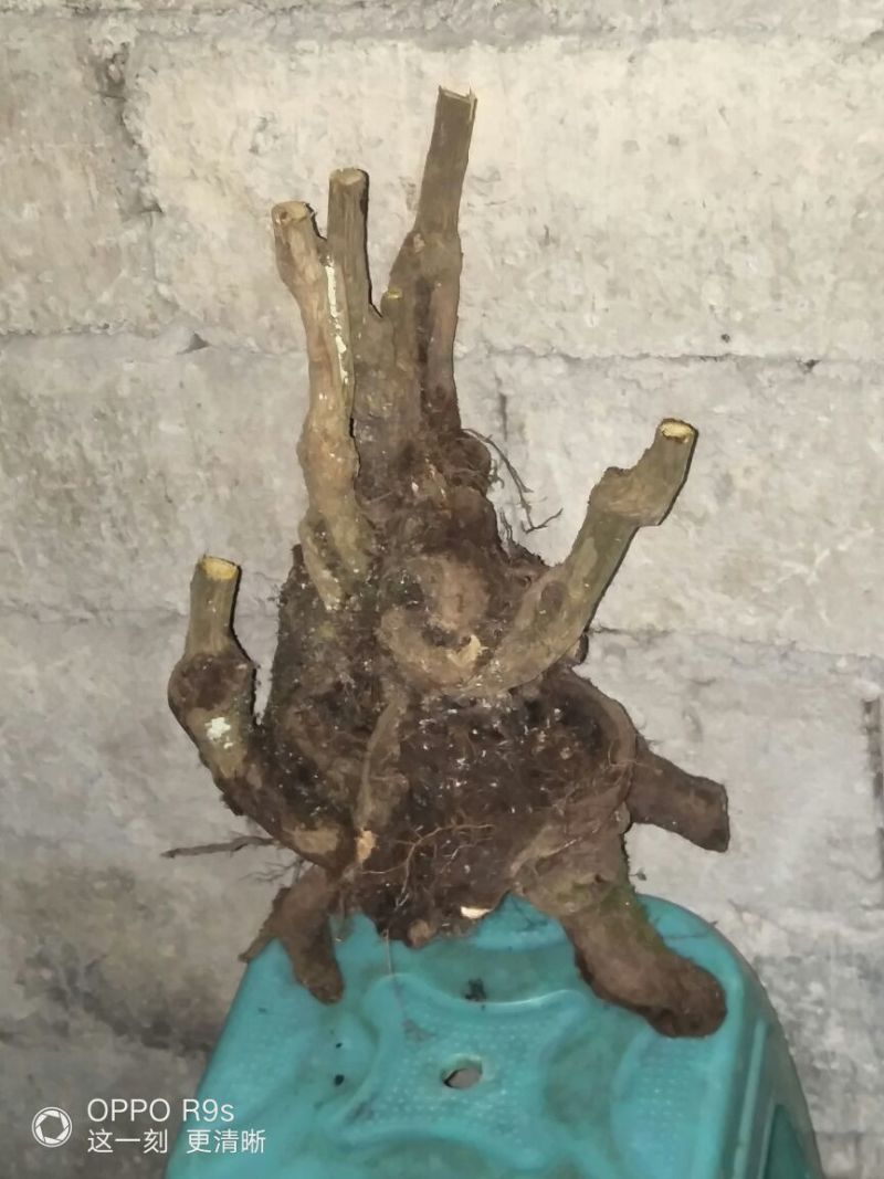南天竹50~80cm