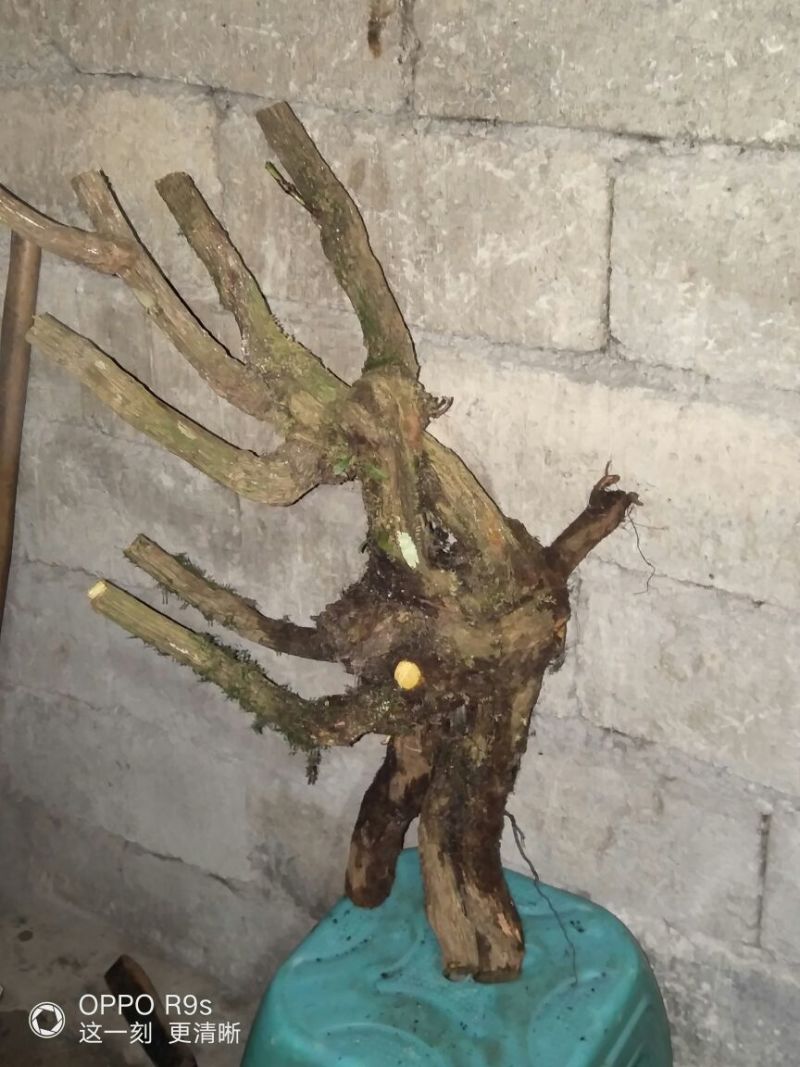 南天竹50~80cm