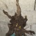 南天竹50~80cm