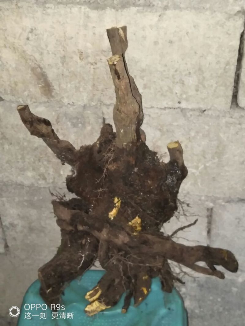 南天竹50~80cm