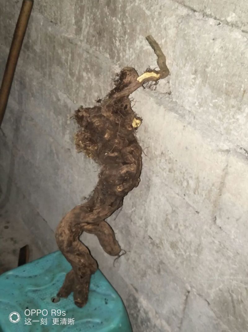 南天竹50~80cm