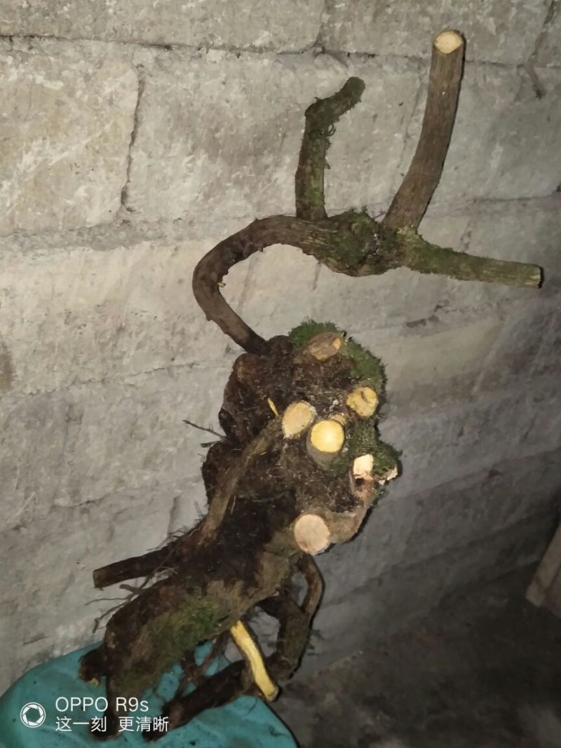 南天竹50~80cm