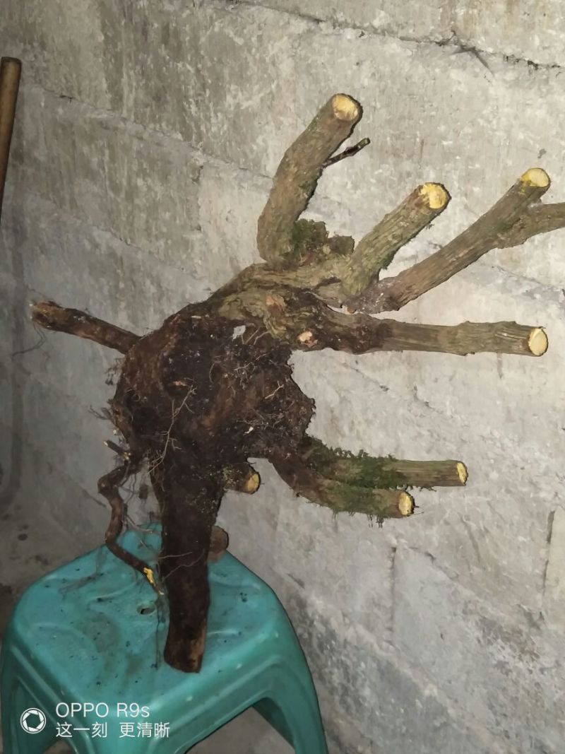 南天竹50~80cm