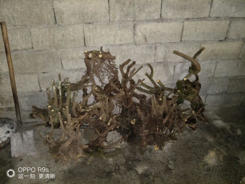 南天竹50~80cm