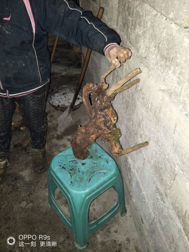 南天竹50~80cm
