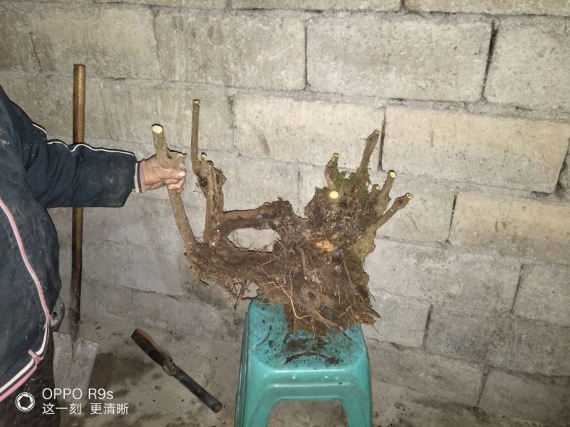 南天竹50~80cm