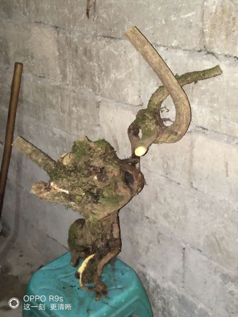 南天竹50~80cm