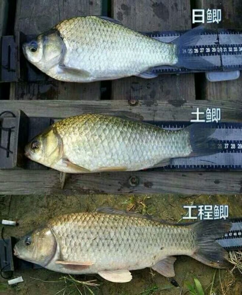 鲫鱼鱼苗