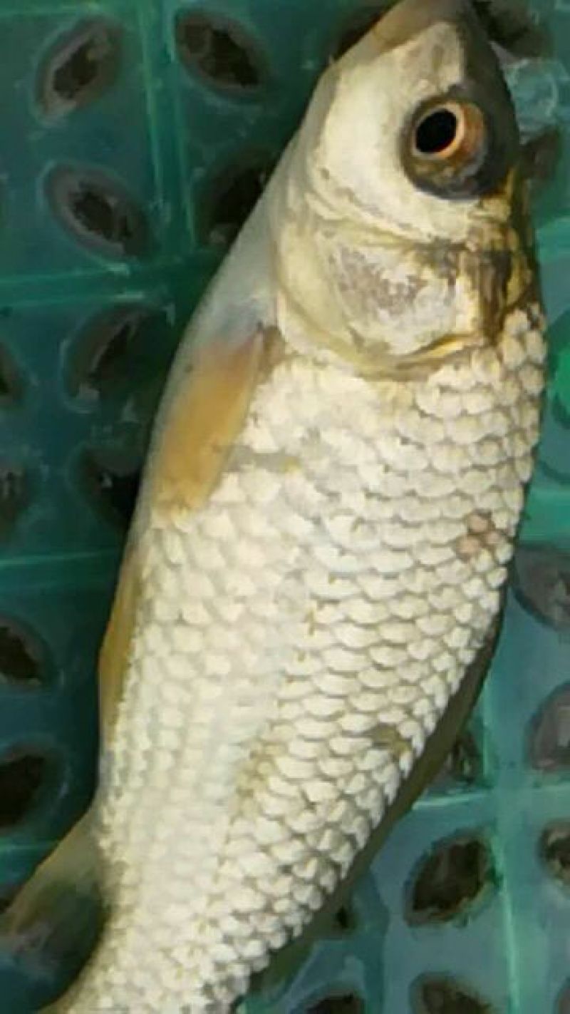河鲤鱼1~2公斤食用