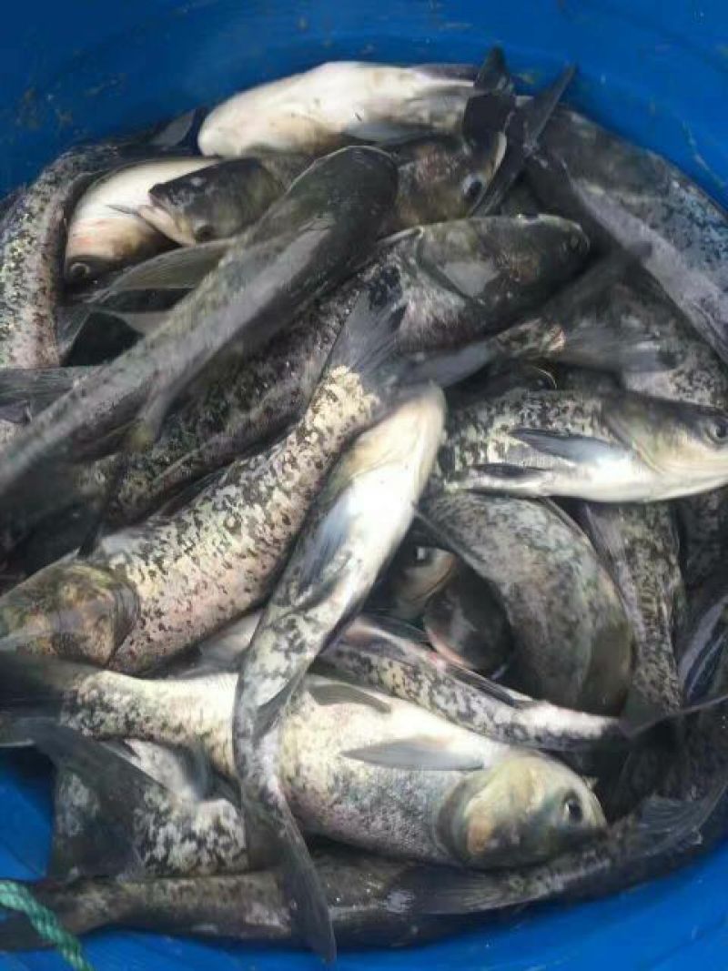 河鲤鱼1~2公斤食用