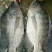 河鲤鱼1~2公斤食用