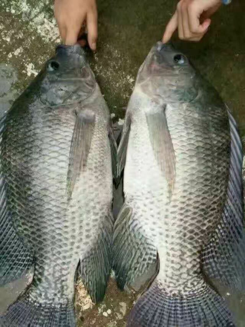 河鲤鱼1~2公斤食用