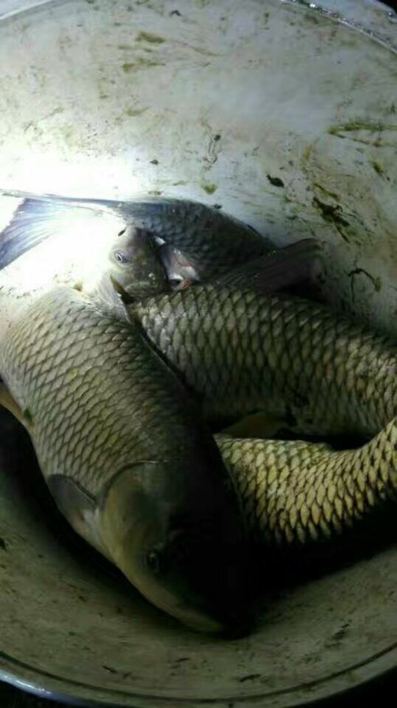 河鲤鱼1~2公斤食用