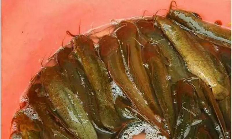 河鲤鱼1~2公斤食用
