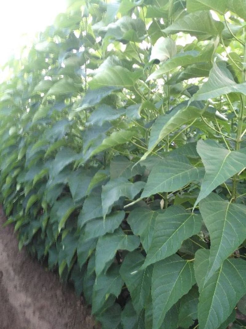 楸树3m以上