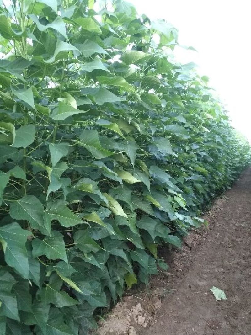 楸树3m以上