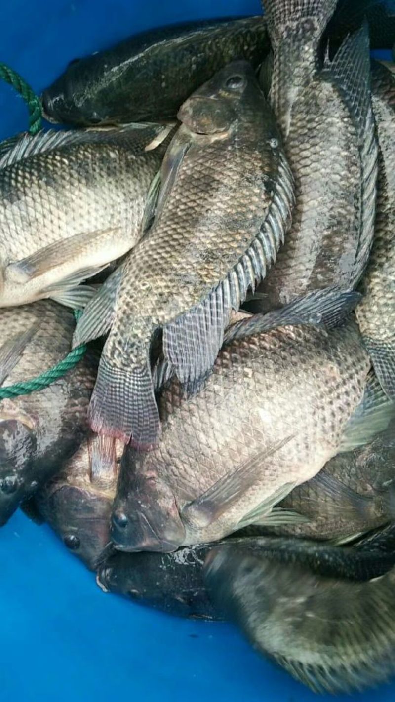 裸鲤鱼食用0.5~1公斤