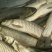 裸鲤鱼食用0.5~1公斤