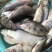 裸鲤鱼食用0.5~1公斤