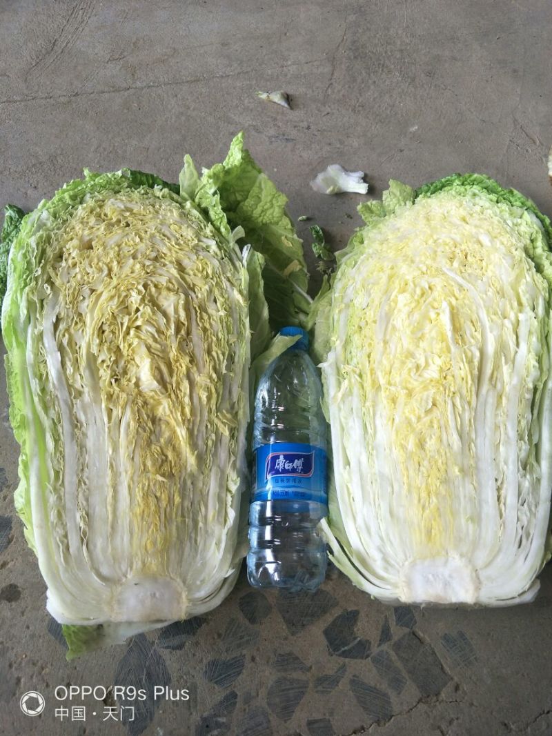 青杂三号白菜4~6斤
