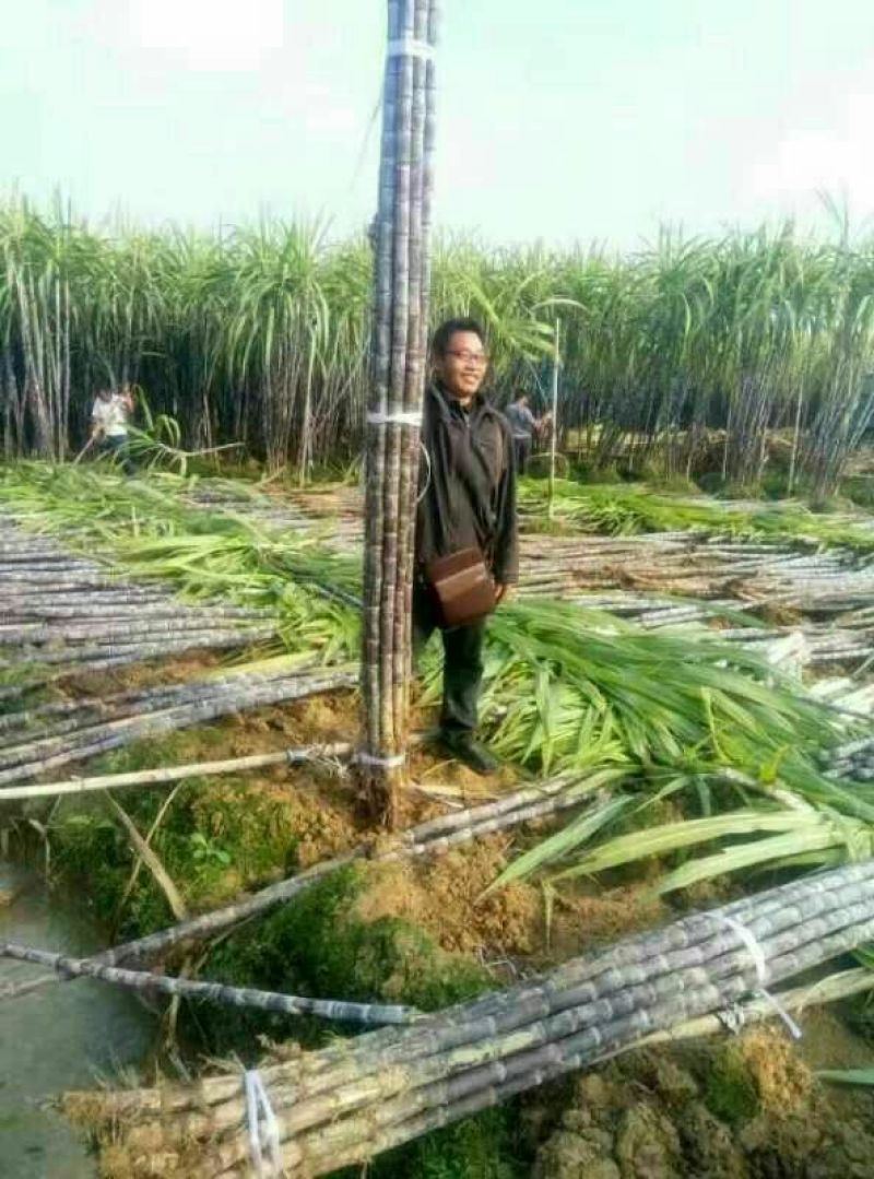 黑皮甘蔗量大从优，品质保证，支持视频看货，欢迎来电