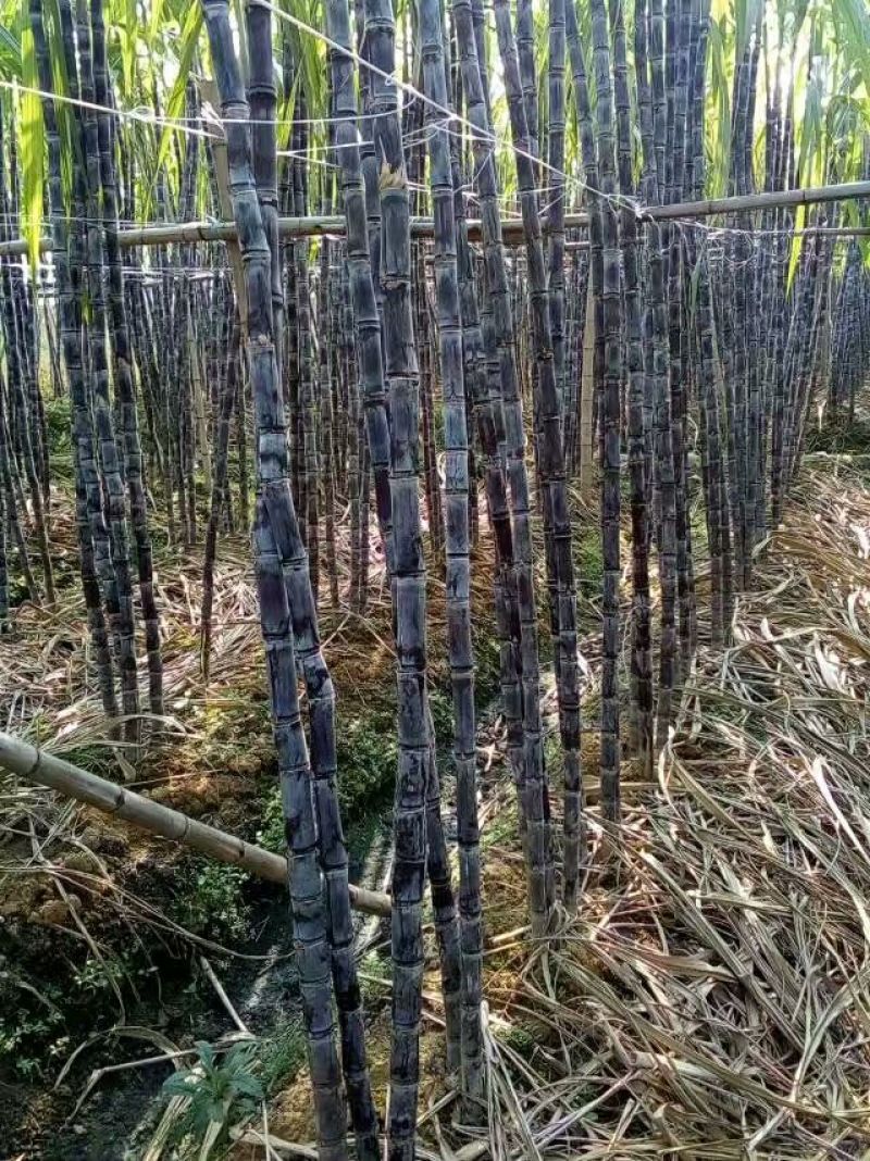 广西黑皮甘蔗产地直供口感清甜交通便利全国代发一条龙