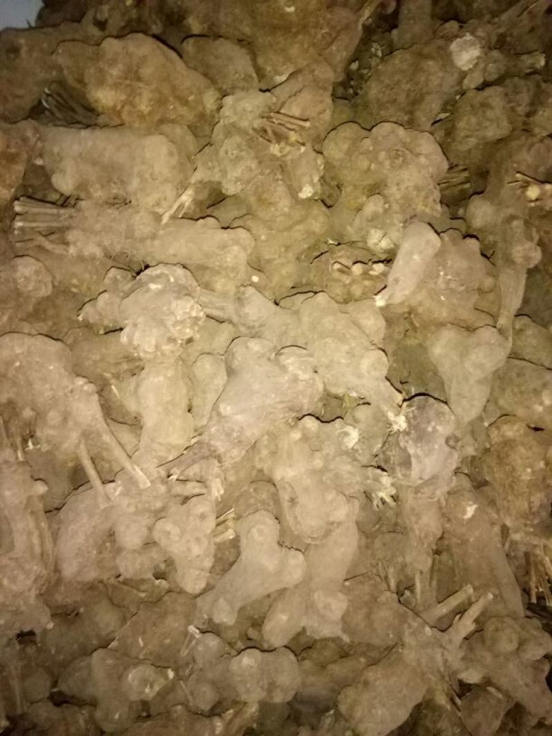 白术20~25g