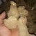 白术20~25g