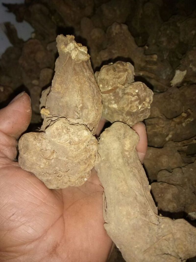 白术20~25g