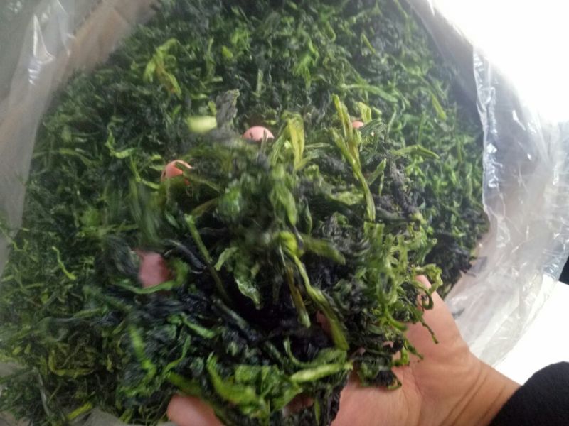 脱水万年！，脱水菜心厂家直销