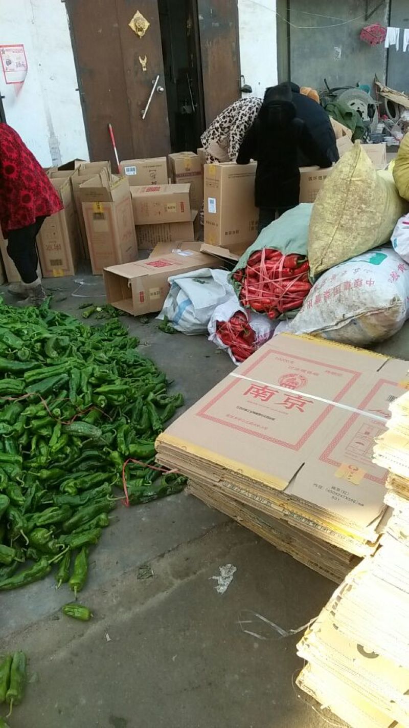薄皮椒﹥20厘米中辣红