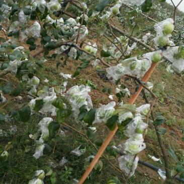 青枣苗苹果枣密丝枣金密枣