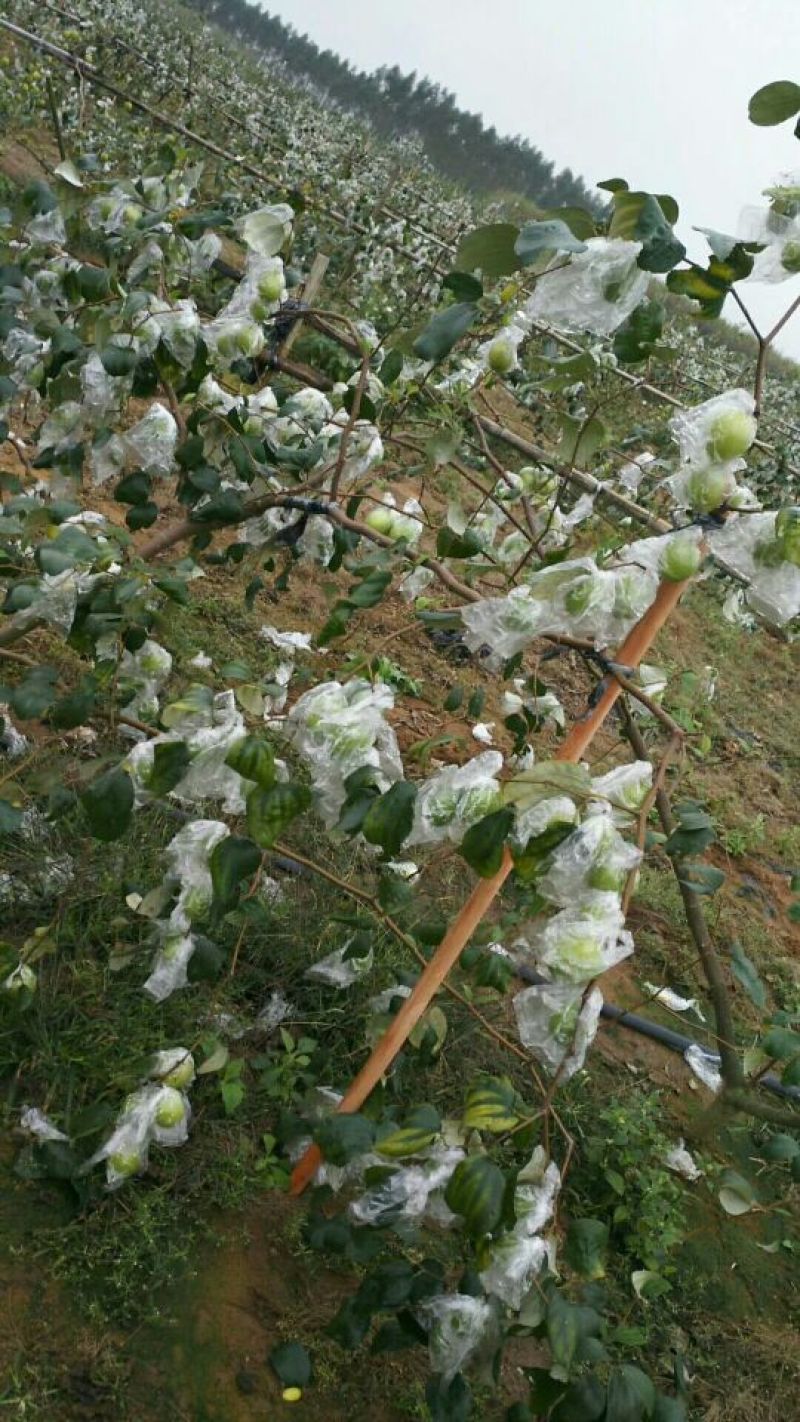 青枣苗苹果枣密丝枣金密枣