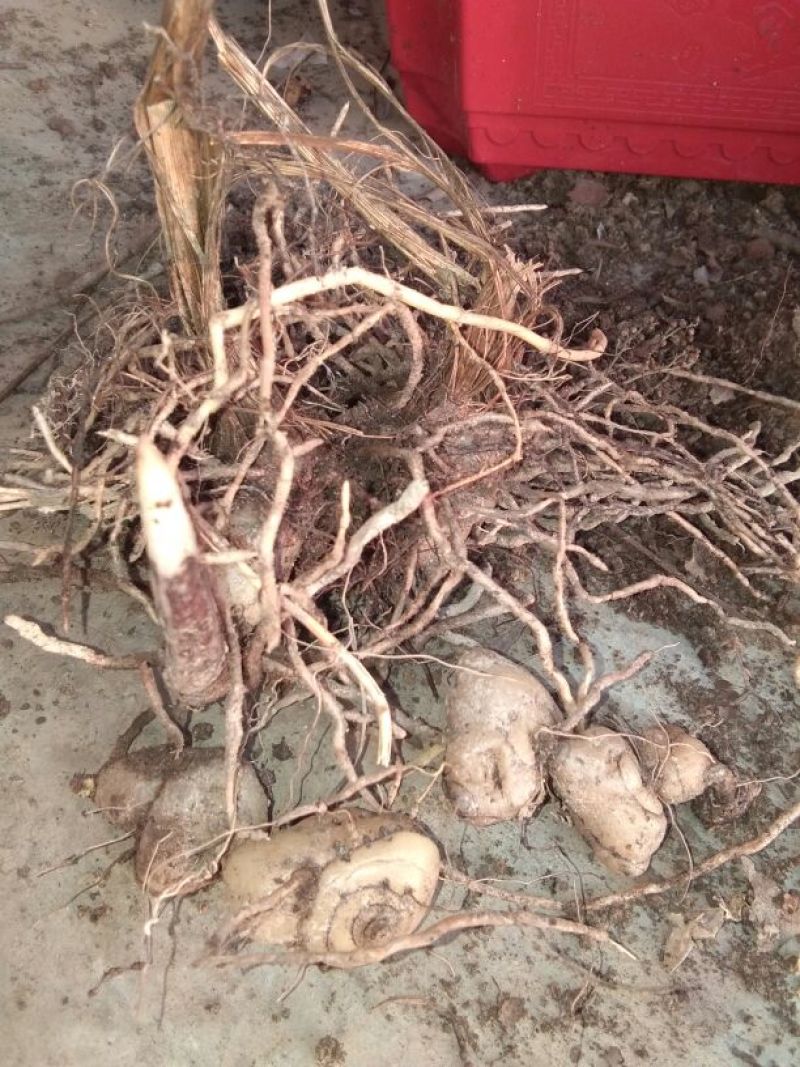供应野生三叉白芨苗子果夹球块