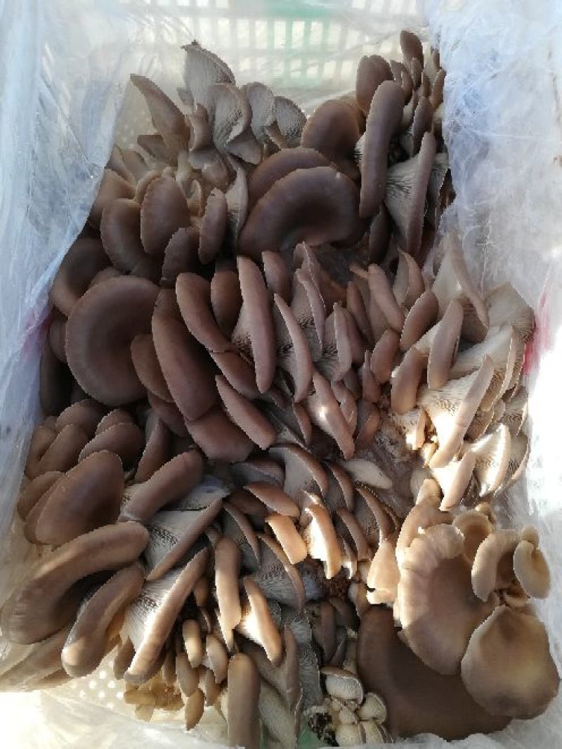 白平菇7~10cm浅灰色厚