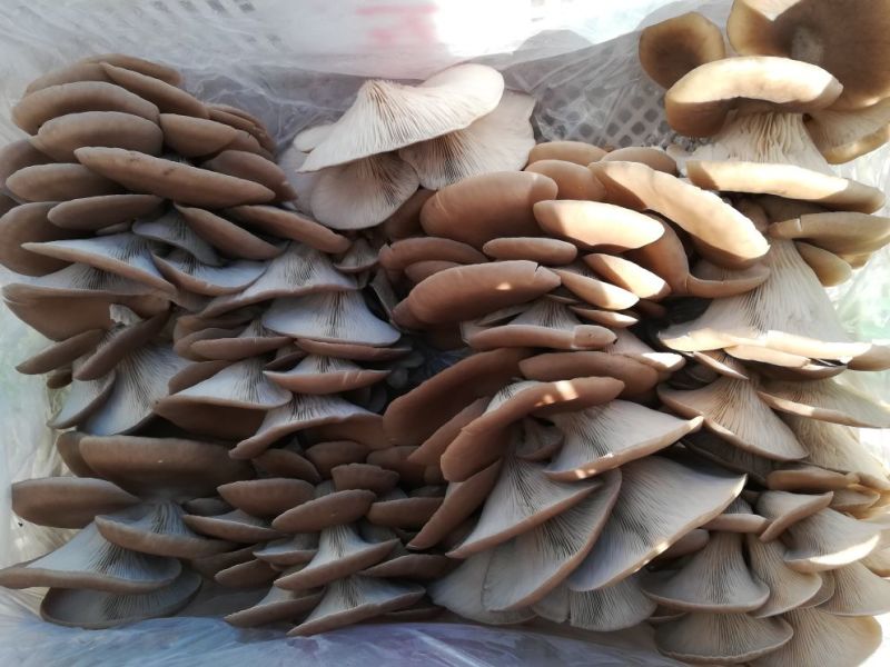 白平菇7~10cm浅灰色厚