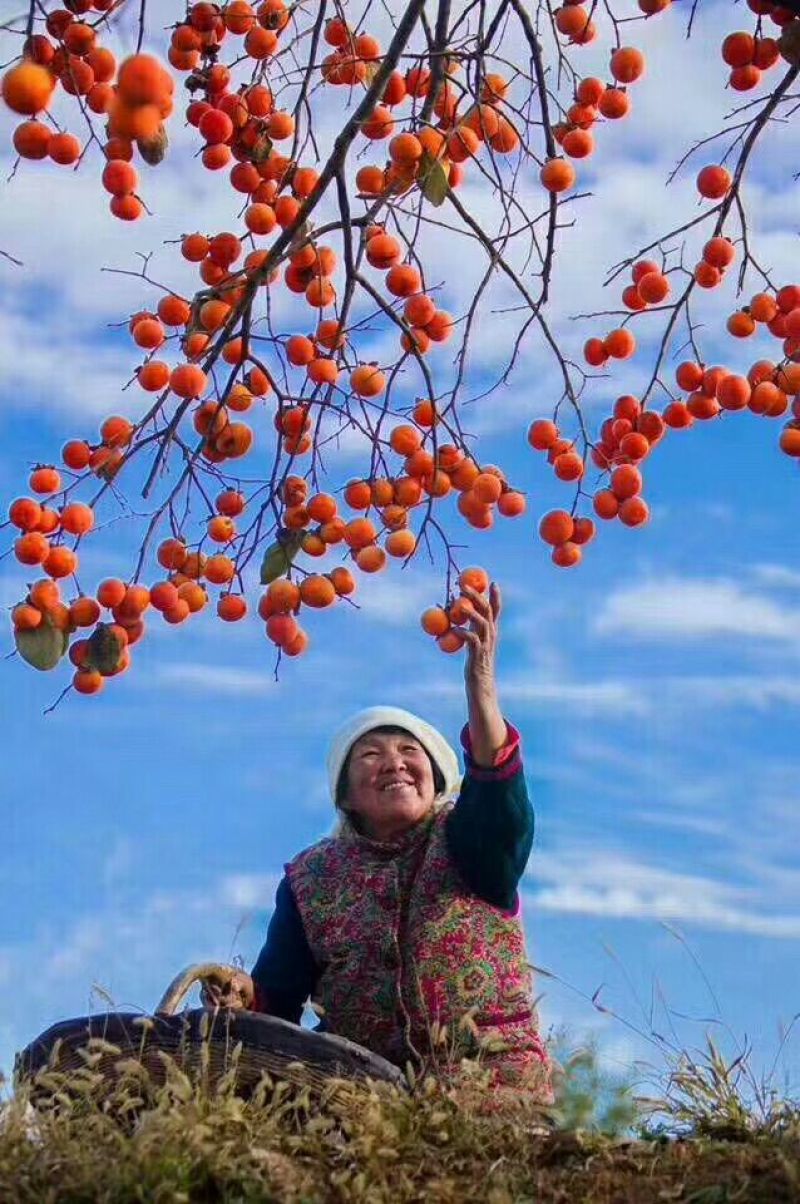 柿饼1~2两