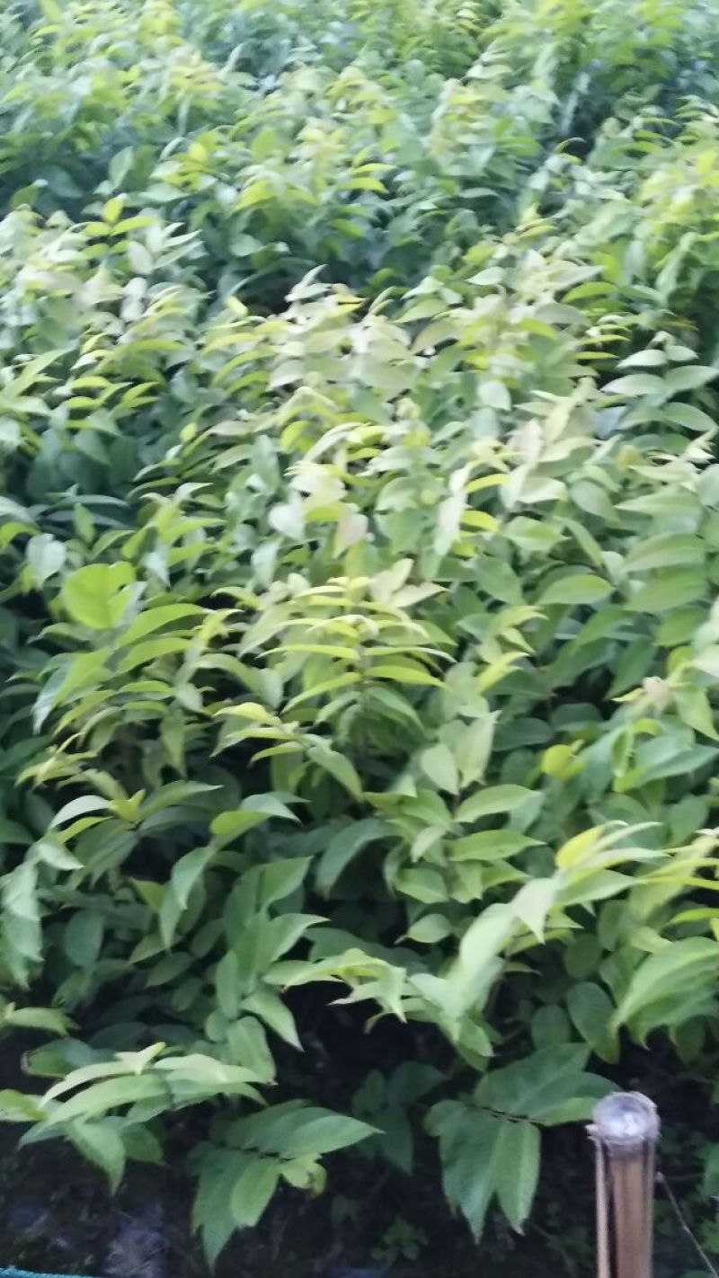 核桃苗1年以下50~100cm