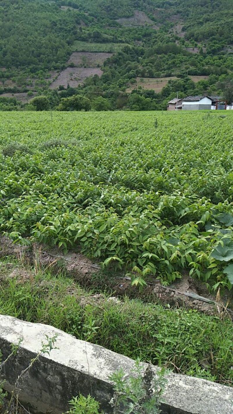 核桃苗1年以下50~100cm
