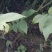核桃苗1年以下50~100cm