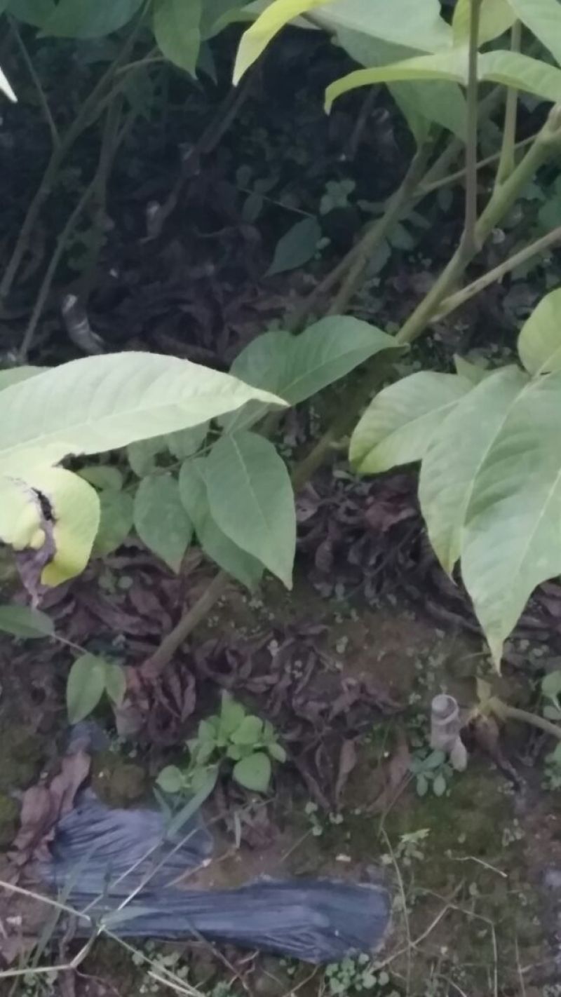 核桃苗1年以下50~100cm