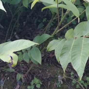 核桃苗1年以下50~100cm