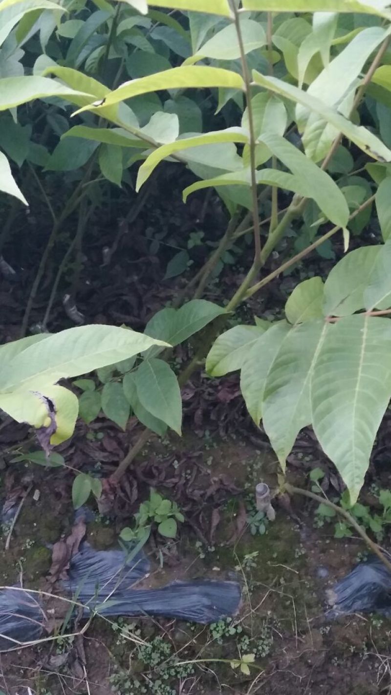 核桃苗1年以下50~100cm