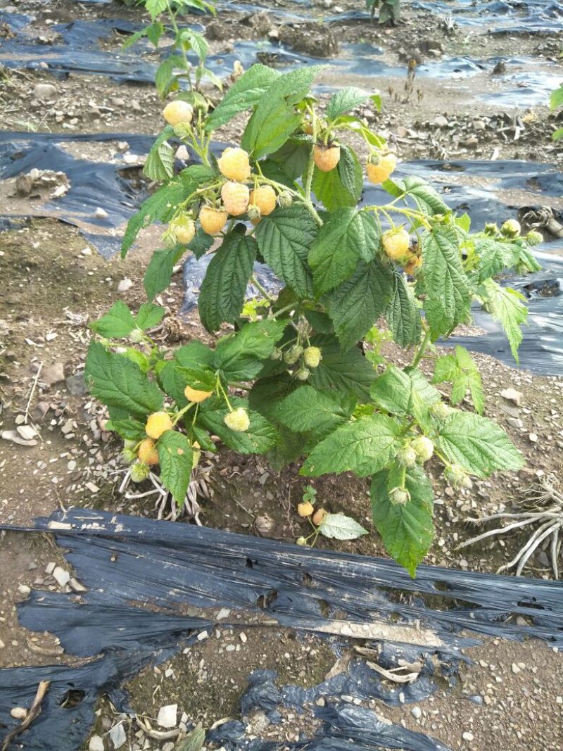 树莓苗早熟树莓苗双季树莓苗红树莓苗一季树莓