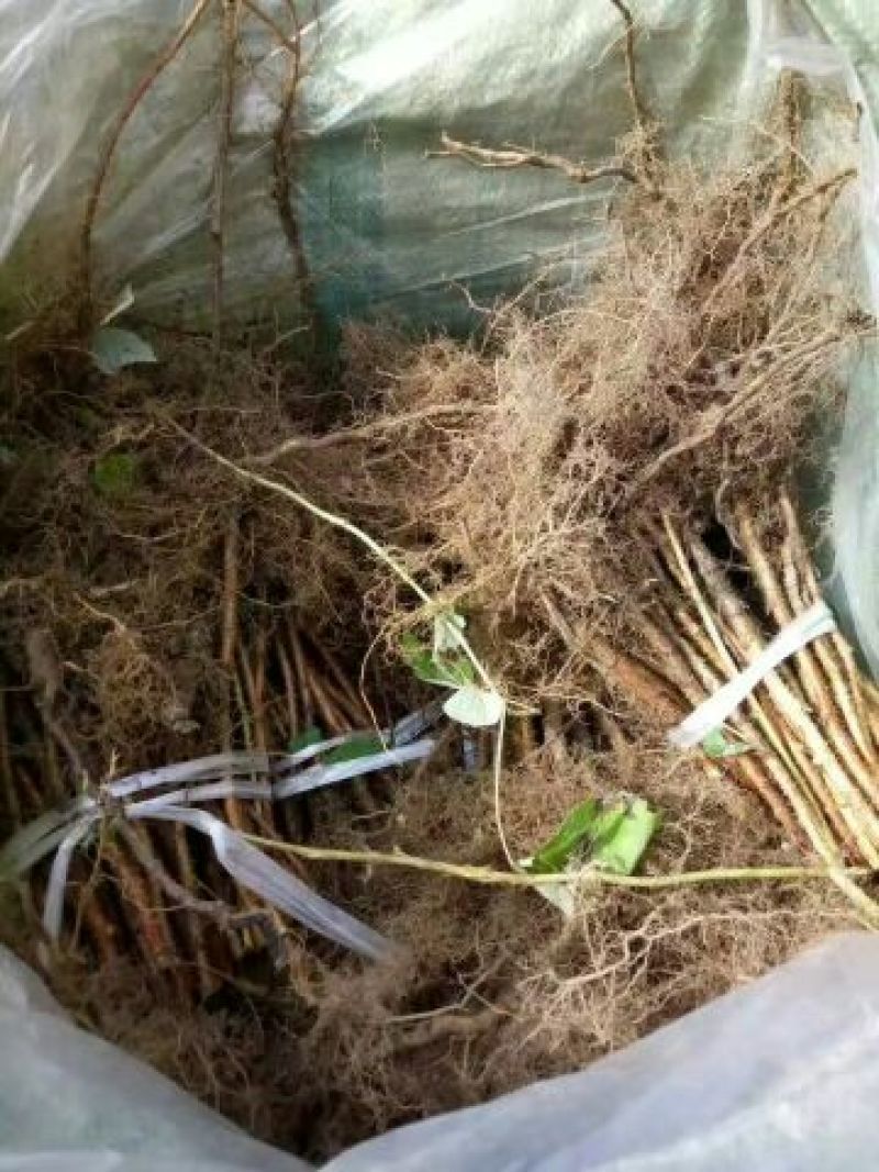 单季树莓苗2年苗当年结果，早熟保证成活率