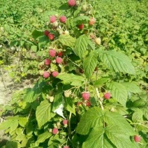 单季树莓苗2年苗当年结果，早熟保证成活率