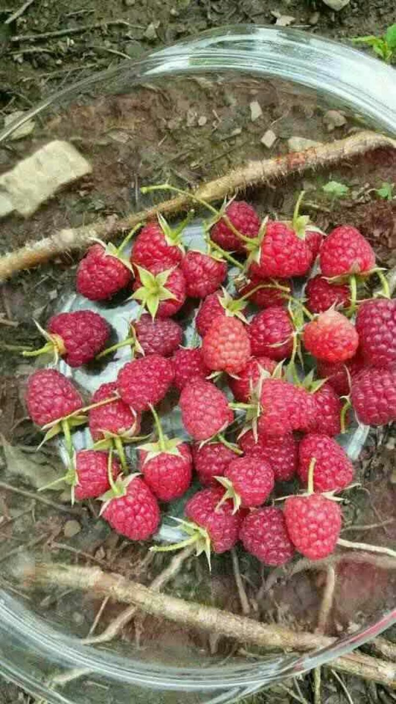 单季树莓苗2年苗当年结果，早熟保证成活率