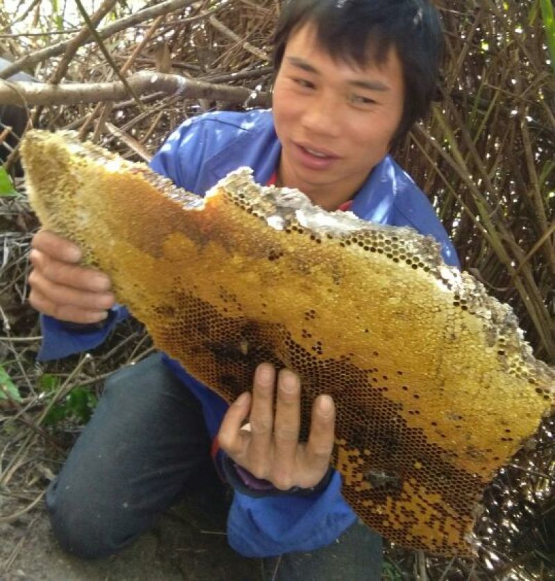 蜜蜂平箱装