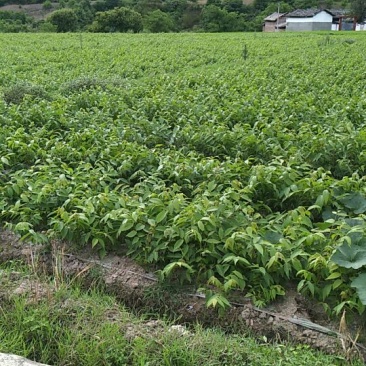 核桃苗50~100cm1年以下