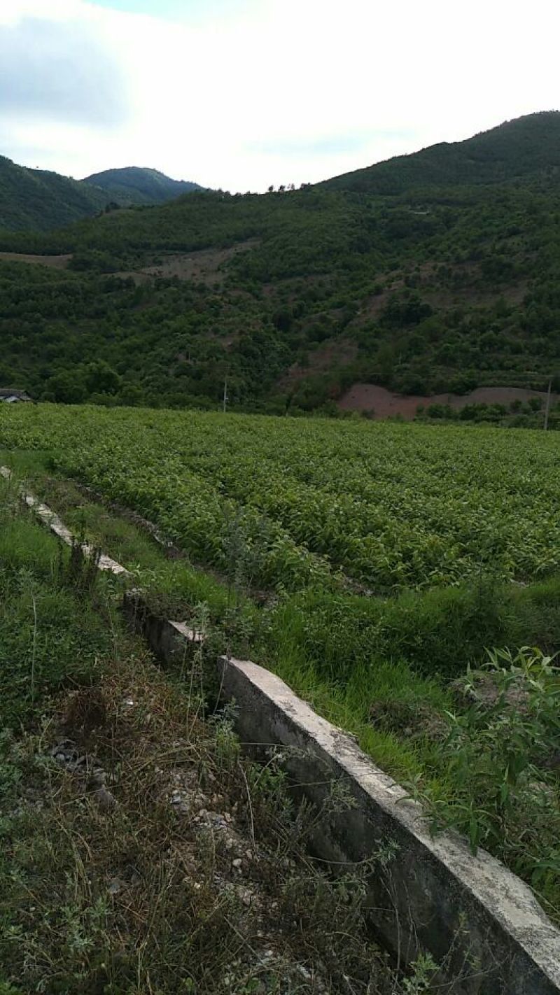 核桃苗50~100cm1年以下